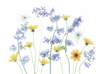 Blommor på vild äng