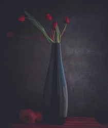 Eleganta röda tulpaner