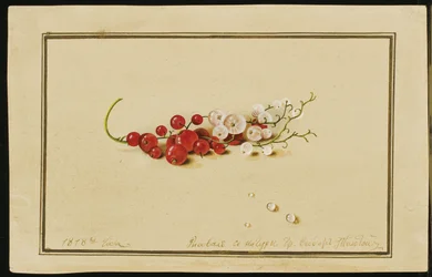 Röda och vita vinbär, 1818