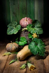 Skörda pumpor och squash