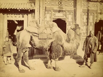 Baktrisk kamel med skötare, cirka 1860