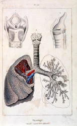 Anatomisk illustration av F. E. Guerin. Från Dictionnaire pittoresque d