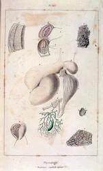 Anatomisk illustration av F. E. Guerin. Från Dictionnaire pittoresque d