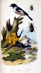 Botanisk och zoologisk illustration av F. E. Guerin. Från Dictionnaire pittoresque d