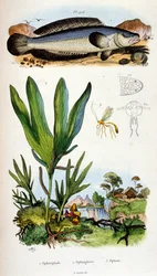Botanisk och zoologisk illustration av F. E. Guerin. Från Dictionnaire pittoresque d