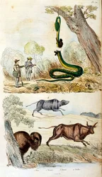 Botanisk och zoologisk illustration av F. E. Guerin. Från Dictionnaire pittoresque d