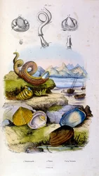 Botanisk och zoologisk illustration av F. E. Guerin. Från Dictionnaire pittoresque d