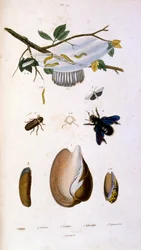Botanisk och zoologisk illustration av F. E. Guerin. Från Dictionnaire pittoresque d