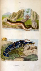 Botanisk och zoologisk illustration av F. E. Guerin. Från Dictionnaire pittoresque d