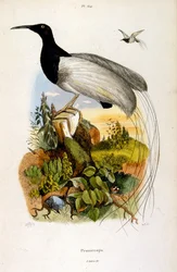 Botanisk och zoologisk illustration av F. E. Guerin. Från Dictionnaire pittoresque d