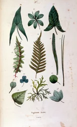 Botanisk och zoologisk illustration av F. E. Guerin. Från Dictionnaire pittoresque d