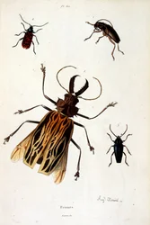 Botanisk och zoologisk illustration av F. E. Guerin. Från Dictionnaire pittoresque d