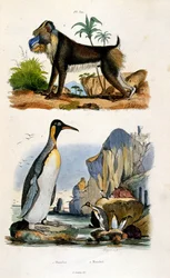 Botanisk och zoologisk illustration av F. E. Guerin. Från Dictionnaire pittoresque d