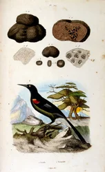 Botanisk och zoologisk illustration av F. E. Guerin. Från Dictionnaire pittoresque d