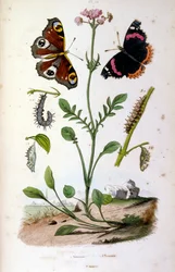 Botanisk och zoologisk illustration av F. E. Guerin. Från Dictionnaire pittoresque d
