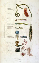 Botanisk och zoologisk illustration av F. E. Guerin. Från Dictionnaire pittoresque d