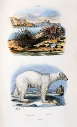 Botanisk och zoologisk illustration av F. E. Guerin. Från Dictionnaire pittoresque d