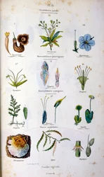 Botanisk och zoologisk illustration av F. E. Guerin. Från Dictionnaire pittoresque d