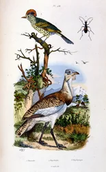 Botanisk och zoologisk illustration av F. E. Guerin. Från Dictionnaire pittoresque d