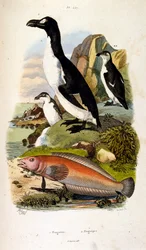 Botanisk och zoologisk illustration av F. E. Guerin. Från Dictionnaire pittoresque d