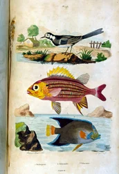 Botanisk och zoologisk illustration av F. E. Guerin. Från Dictionnaire pittoresque d
