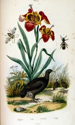 Botanisk och zoologisk illustration av F. E. Guerin. Från Dictionnaire pittoresque d