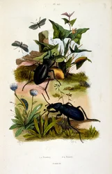 Botanisk och zoologisk illustration av F. E. Guerin. Från Dictionnaire pittoresque d