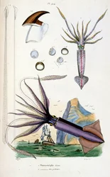 Botanisk och zoologisk illustration av F. E. Guerin. Från Dictionnaire pittoresque d