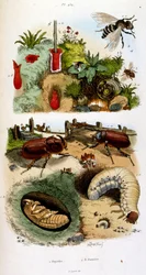 Botanisk och zoologisk illustration av F. E. Guerin. Från Dictionnaire pittoresque d