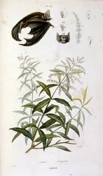 Botanisk och zoologisk illustration av F. E. Guerin. Från Dictionnaire pittoresque d