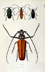 Botanisk och zoologisk illustration av F. E. Guerin. Från Dictionnaire pittoresque d