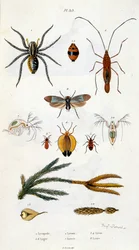 Botanisk och zoologisk illustration av F. E. Guerin. Från Dictionnaire pittoresque d