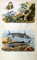 Botanisk och zoologisk illustration av F. E. Guerin. Från Dictionnaire pittoresque d