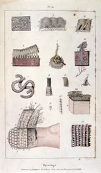 Botanisk och zoologisk illustration av F. E. Guerin. Från Dictionnaire pittoresque d