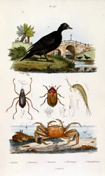 Botanisk och zoologisk illustration av F. E. Guerin. Från Dictionnaire pittoresque d