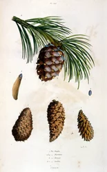 Botanisk och zoologisk illustration av F. E. Guerin. Från Dictionnaire pittoresque d