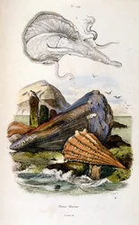 Botanisk och zoologisk illustration av F. E. Guerin. Från Dictionnaire pittoresque d