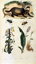 Botanisk och zoologisk illustration av F. E. Guerin. Från Dictionnaire pittoresque d