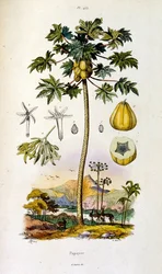 Botanisk och zoologisk illustration av F. E. Guerin. Från Dictionnaire pittoresque d