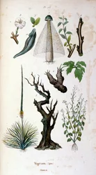 Botanisk och zoologisk illustration av F. E. Guerin. Från Dictionnaire pittoresque d