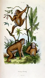 Botanisk och zoologisk illustration av F. E. Guerin. Från Dictionnaire pittoresque d