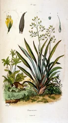 Botanisk och zoologisk illustration av F. E. Guerin. Från Dictionnaire pittoresque d