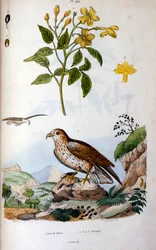 Botanisk och zoologisk illustration av F. E. Guerin. Från Dictionnaire pittoresque d