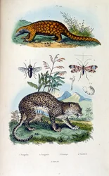 Botanisk och zoologisk illustration av F. E. Guerin. Från Dictionnaire pittoresque d