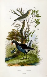 Botanisk och zoologisk illustration av F. E. Guerin. Från Dictionnaire pittoresque d