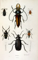 Botanisk och zoologisk illustration av F. E. Guerin. Från Dictionnaire pittoresque d