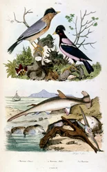 Botanisk och zoologisk illustration av F. E. Guerin. Från Dictionnaire pittoresque d