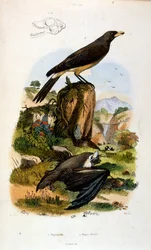 Botanisk och zoologisk illustration av F. E. Guerin. Från Dictionnaire pittoresque d