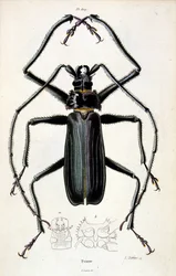 Botanisk och zoologisk illustration av F. E. Guerin. Från Dictionnaire pittoresque d