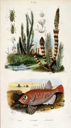 Botanisk och zoologisk illustration av F. E. Guerin. Från Dictionnaire pittoresque d